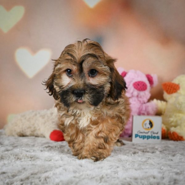 Shihpoo Puppy for Sale