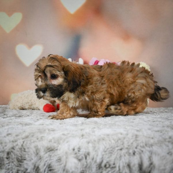 Shihpoo Puppy for Sale