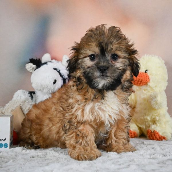 Shihpoo Puppy for Sale