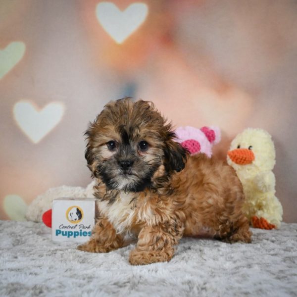 Shihpoo Puppy for Sale