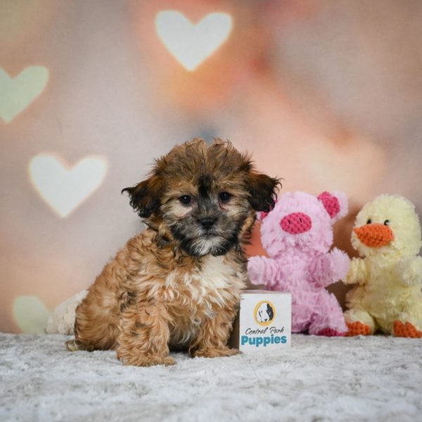 Shihpoo Puppy for Sale