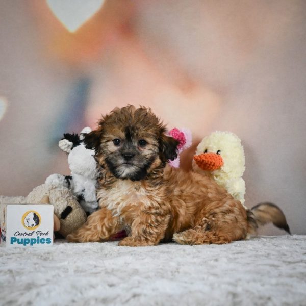 Shihpoo Puppy for Sale