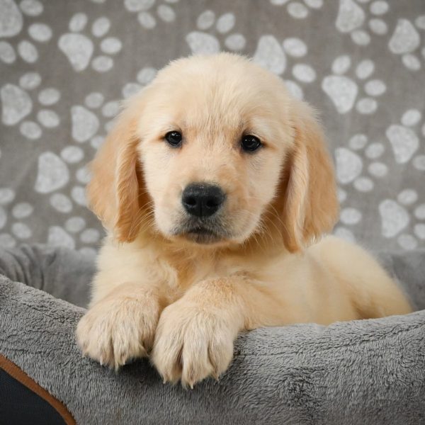 Golden Retriever Puppy for Sale