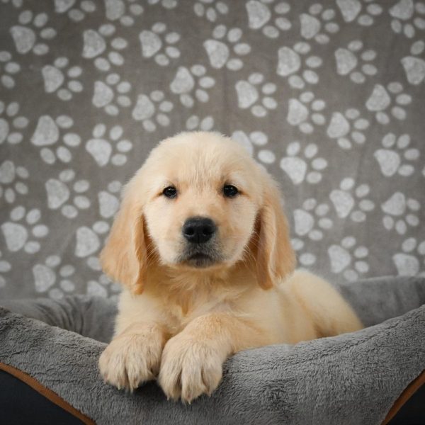 Golden Retriever Puppy for Sale