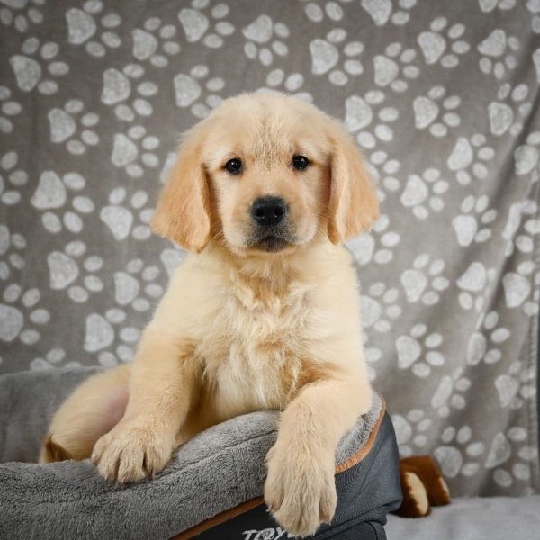 Golden Retriever Puppy for Sale