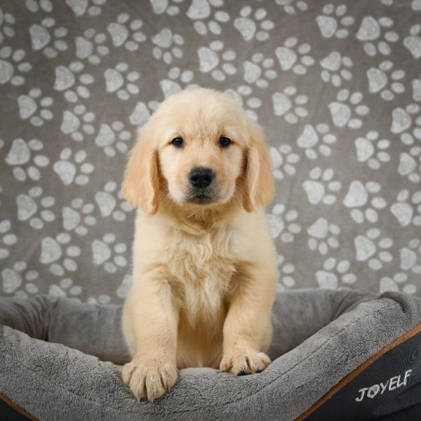 Golden Retriever Puppy for Sale