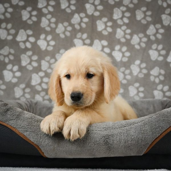 Golden Retriever Puppy for Sale