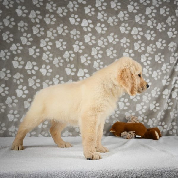 Golden Retriever Puppy for Sale