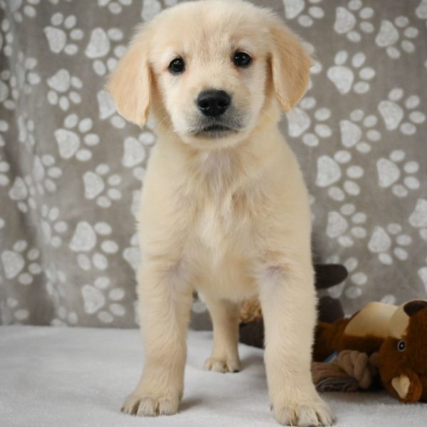 Golden Retriever Puppy for Sale