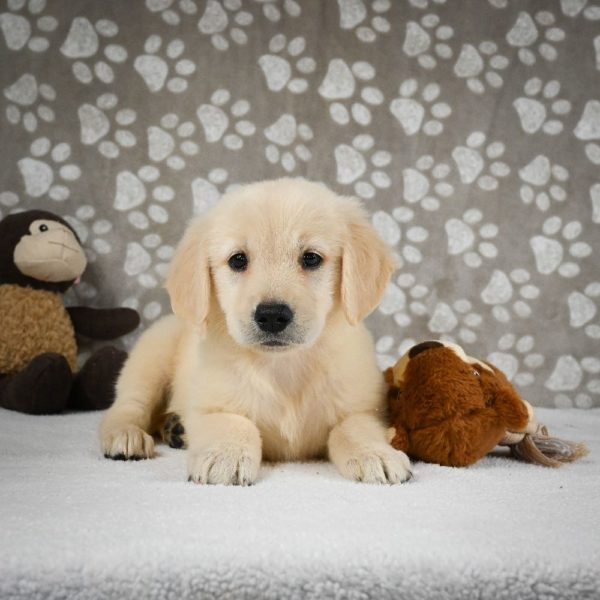 Golden Retriever Puppy for Sale