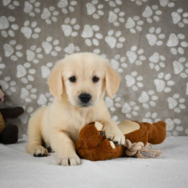 Golden Retriever Puppy for Sale