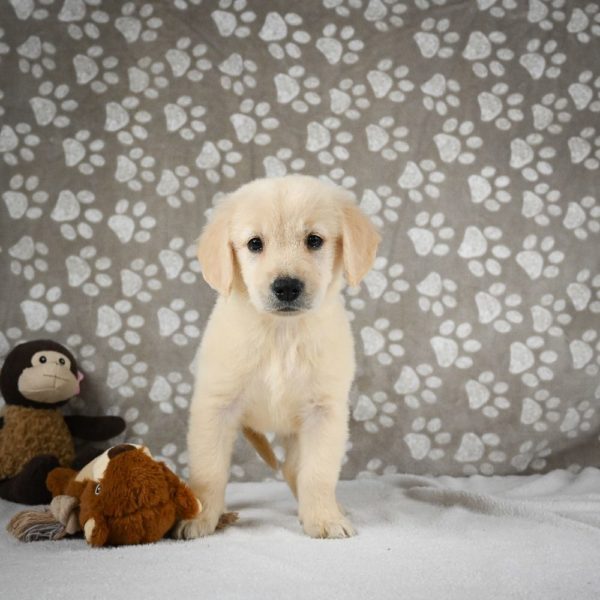 Golden Retriever Puppy for Sale