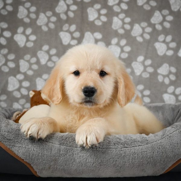 Golden Retriever Puppy for Sale