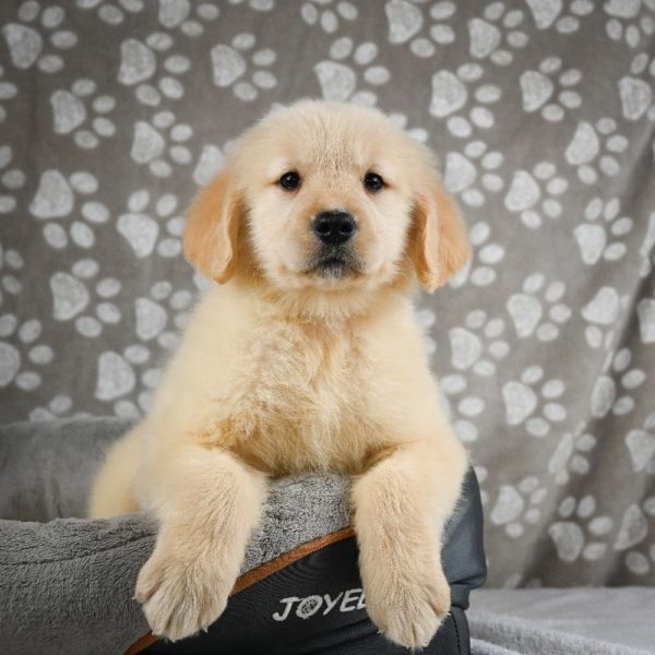 Golden Retriever Puppy for Sale