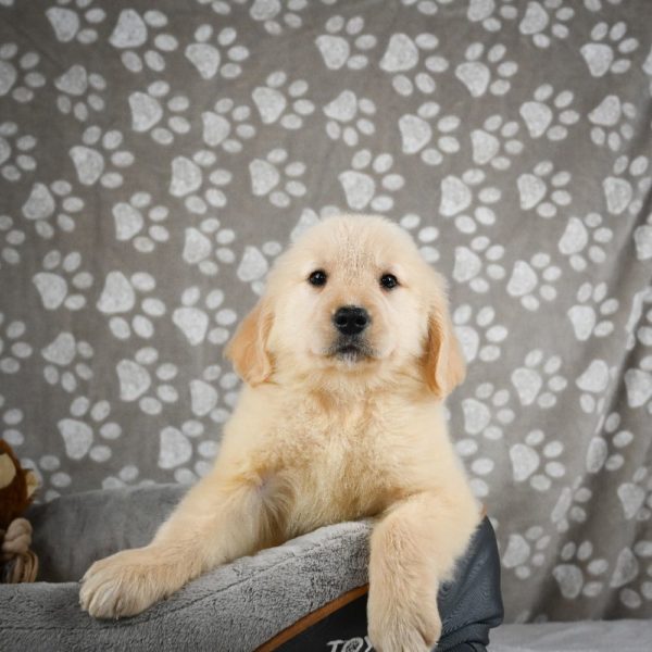 Golden Retriever Puppy for Sale