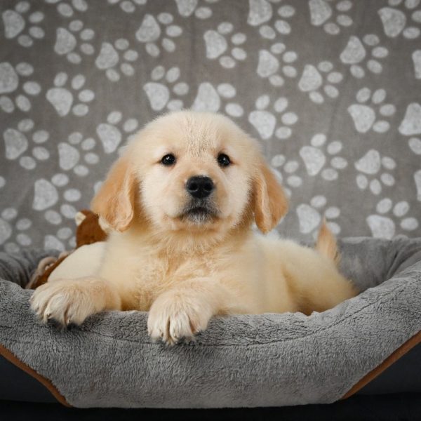 Golden Retriever Puppy for Sale