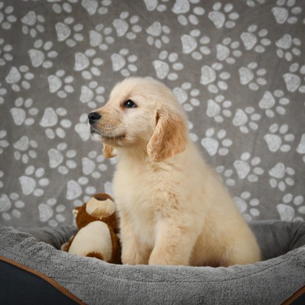 Golden Retriever Puppy for Sale