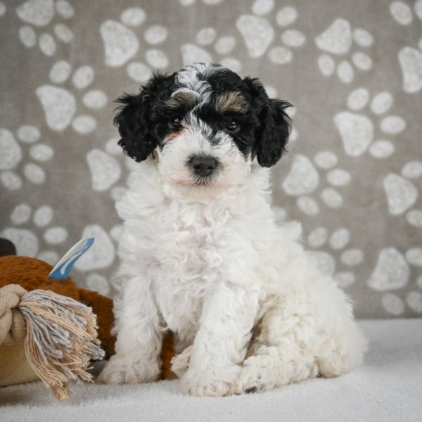 Toy Poodle Puppy for Sale