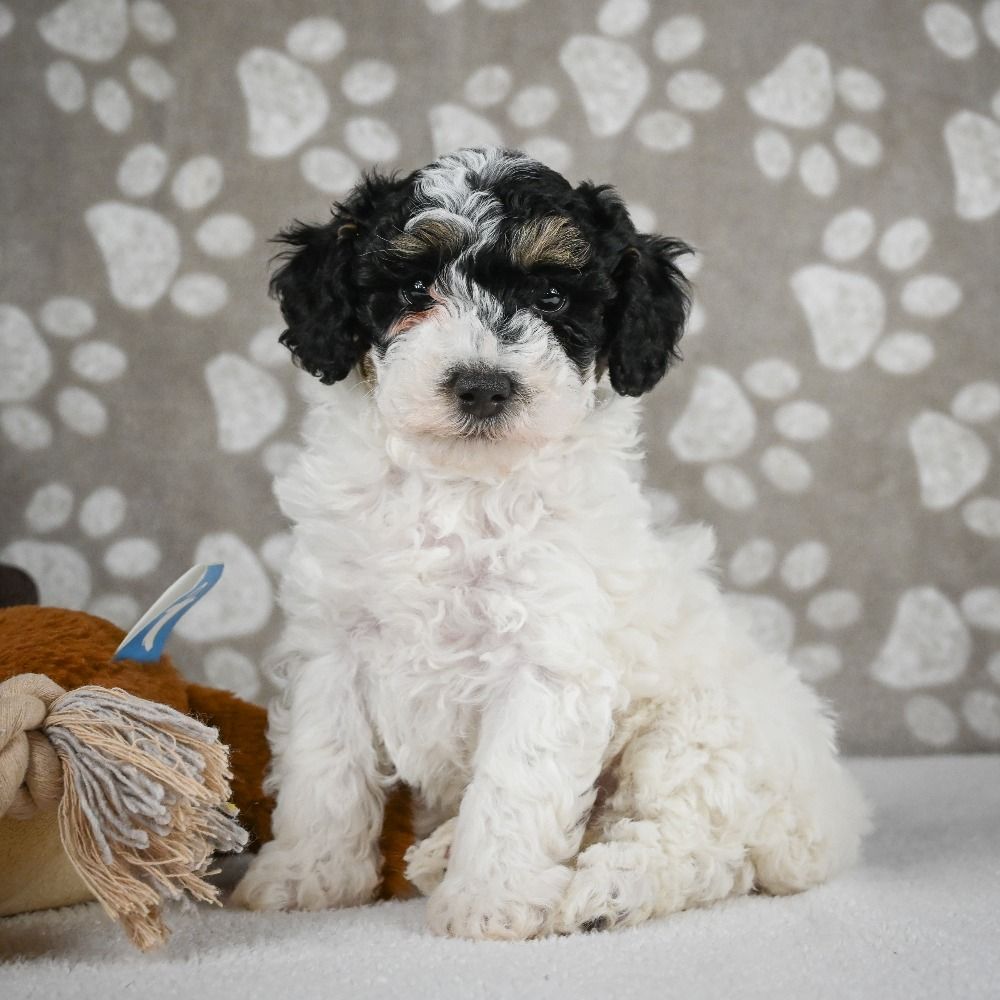 Toy Poodle Puppy for Sale in NYC