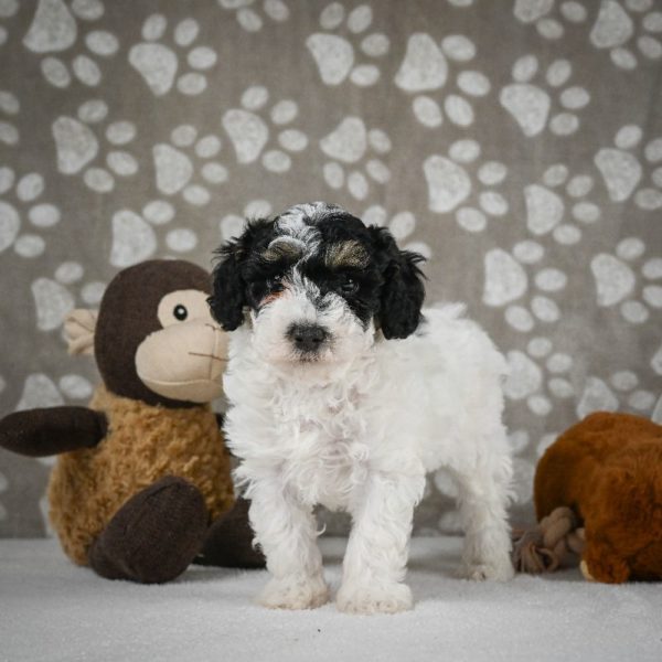 Toy Poodle Puppy for Sale