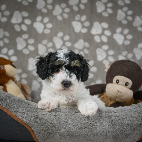 Toy Poodle Puppy for Sale