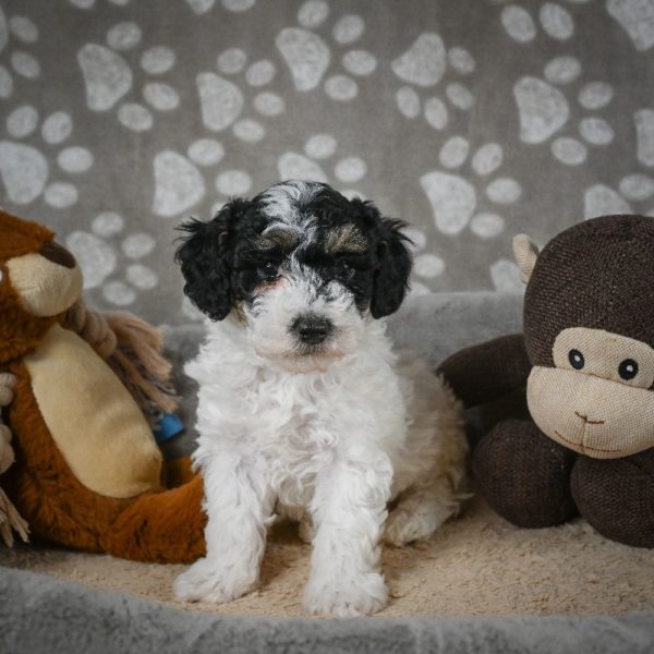 Toy Poodle Puppy for Sale