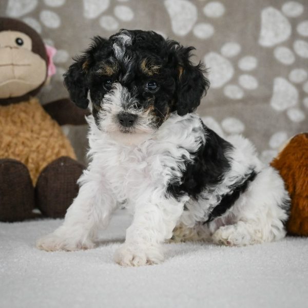 Toy Poodle Puppy for Sale