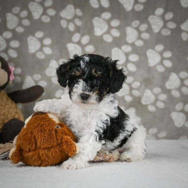 Toy Poodle Puppy for Sale