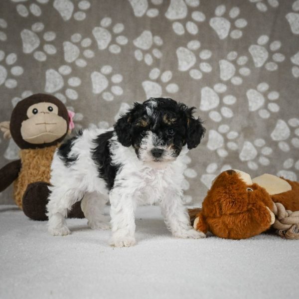 Toy Poodle Puppy for Sale