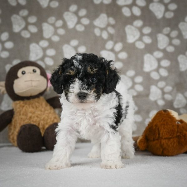 Toy Poodle Puppy for Sale