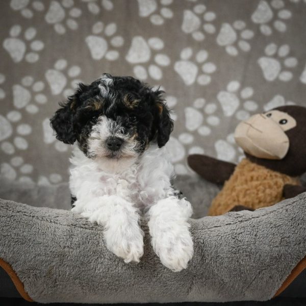 Toy Poodle Puppy for Sale