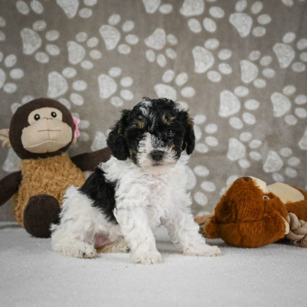 Toy Poodle Puppy for Sale