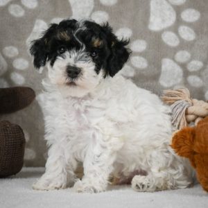 Toy Poodle Puppy for Sale