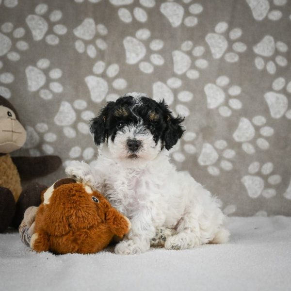 Toy Poodle Puppy for Sale