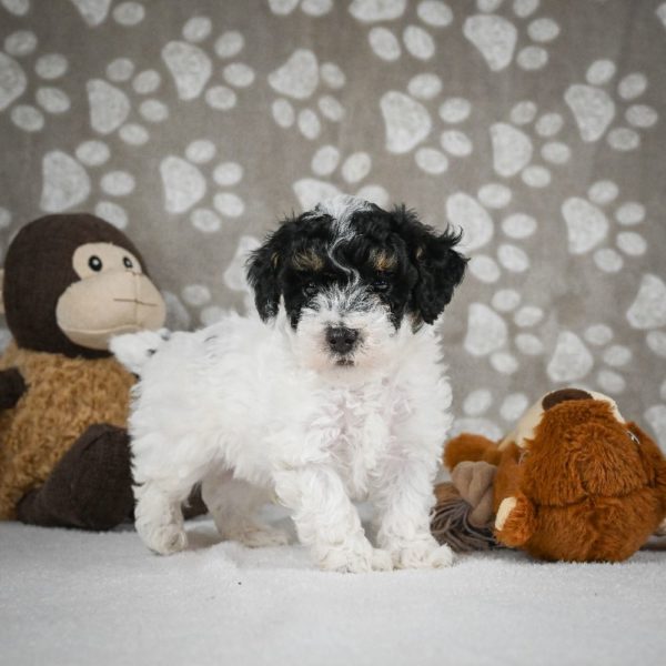 Toy Poodle Puppy for Sale