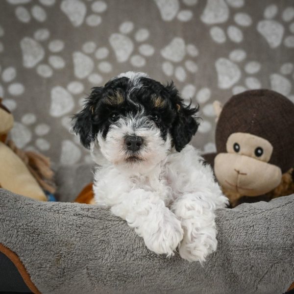 Toy Poodle Puppy for Sale