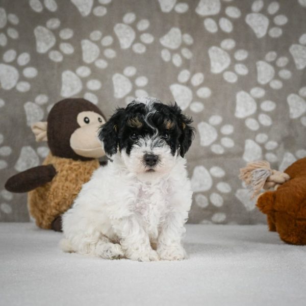 Toy Poodle Puppy for Sale