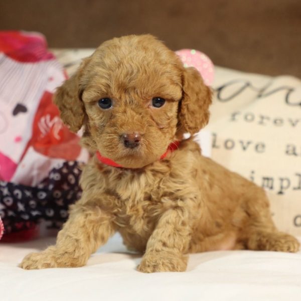 Toy Poodle Puppy for Sale