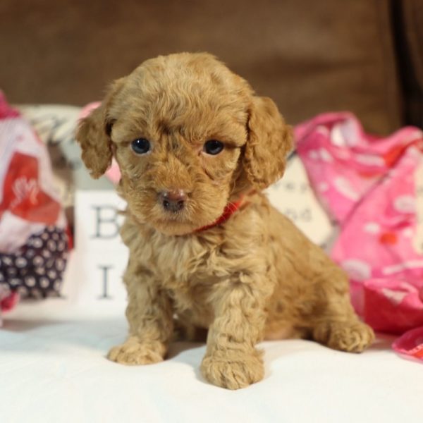 Toy Poodle Puppy for Sale