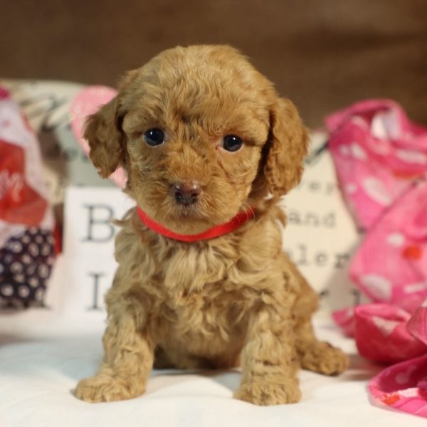 Toy Poodle Puppy for Sale