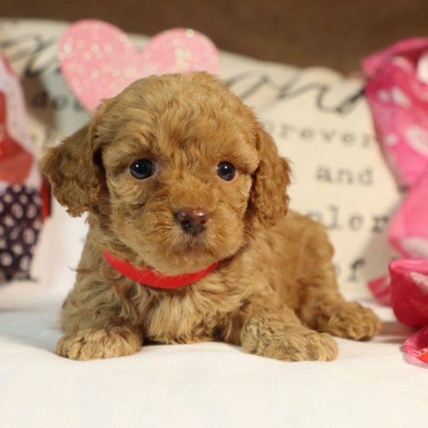 Toy Poodle Puppy for Sale