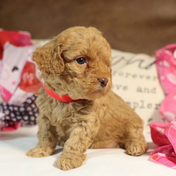 Toy Poodle Puppy for Sale