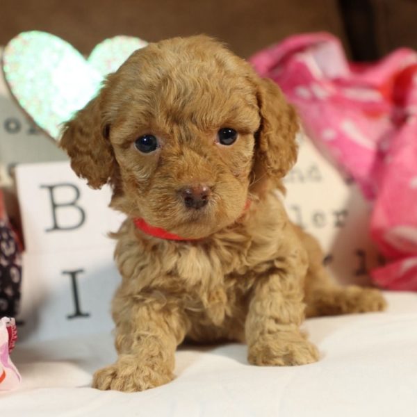 Toy Poodle Puppy for Sale