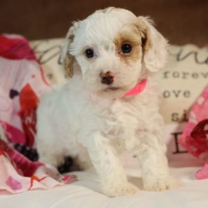 Toy Poodle Puppy for Sale