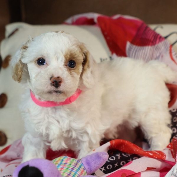 Toy Poodle Puppy for Sale