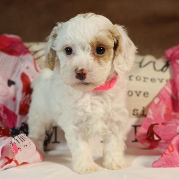 Toy Poodle Puppy for Sale