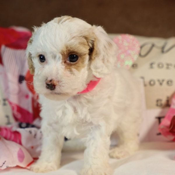 Toy Poodle Puppy for Sale