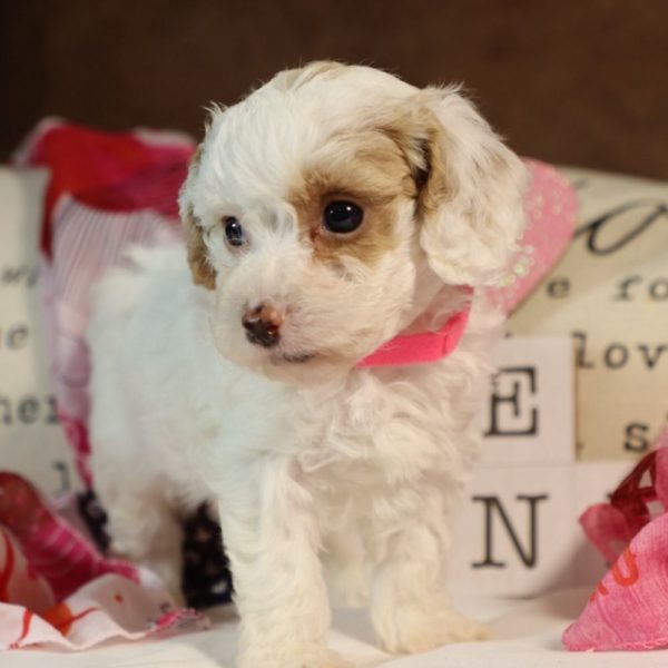 Toy Poodle Puppy for Sale