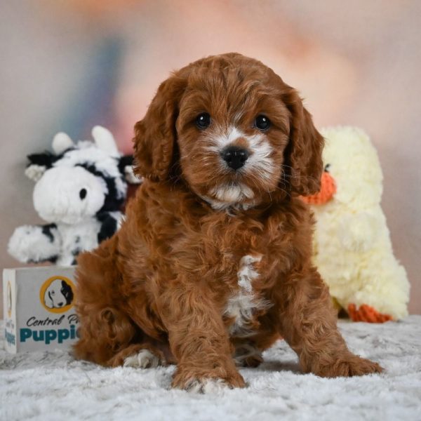 F1 Cavapoo Puppy for Sale