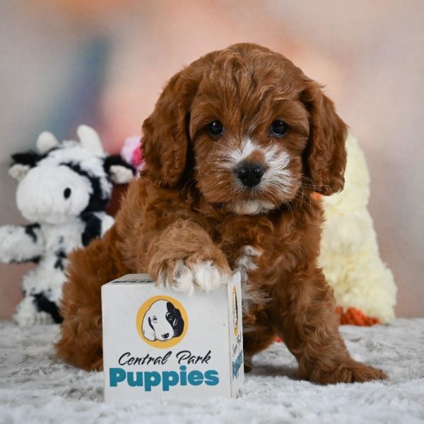 F1 Cavapoo Puppy for Sale